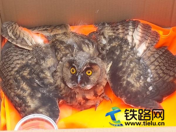 已经被救助的猫头鹰.jpg