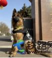 警犬“凯莎”眼中的春运