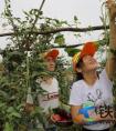 工程建筑公司“职工小菜园”喜获丰收
