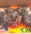 哈佳铁路项目部救助野生猫头鹰