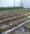 “播种”幸福 项目文化建设显成效--中铁武汉电气化局青岛1号线供电一标项目“幸福菜地”迎来播种