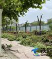 中国水电四局武汉地铁7号线五标腾龙大道站 绿化迁移工作顺利完成